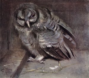 Young Brown Owl by Edwin John Alexander